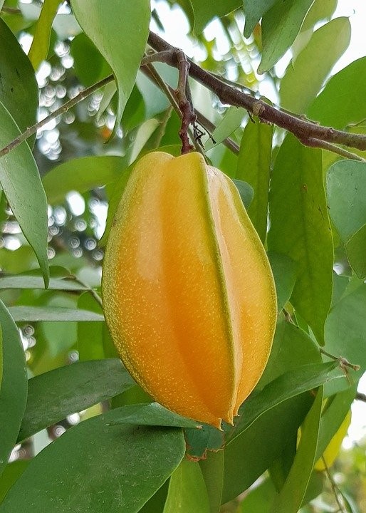 Carambolo (Kg) - Marleny García