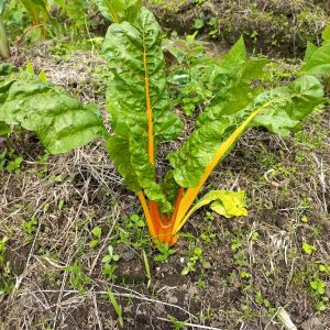 Acelga amarilla - Luis García Finca Arcoíris (Hortalizas)
