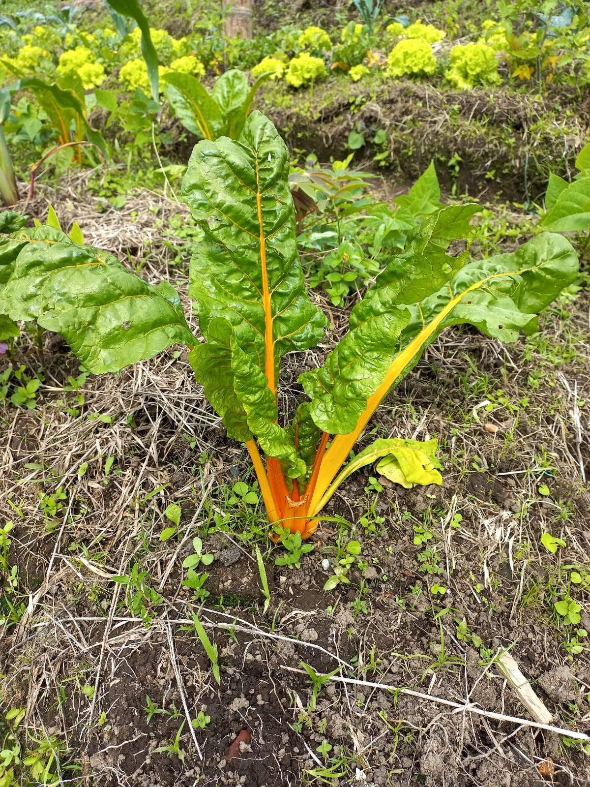 Acelga amarilla - Luis García Finca Arcoíris (Hortalizas)