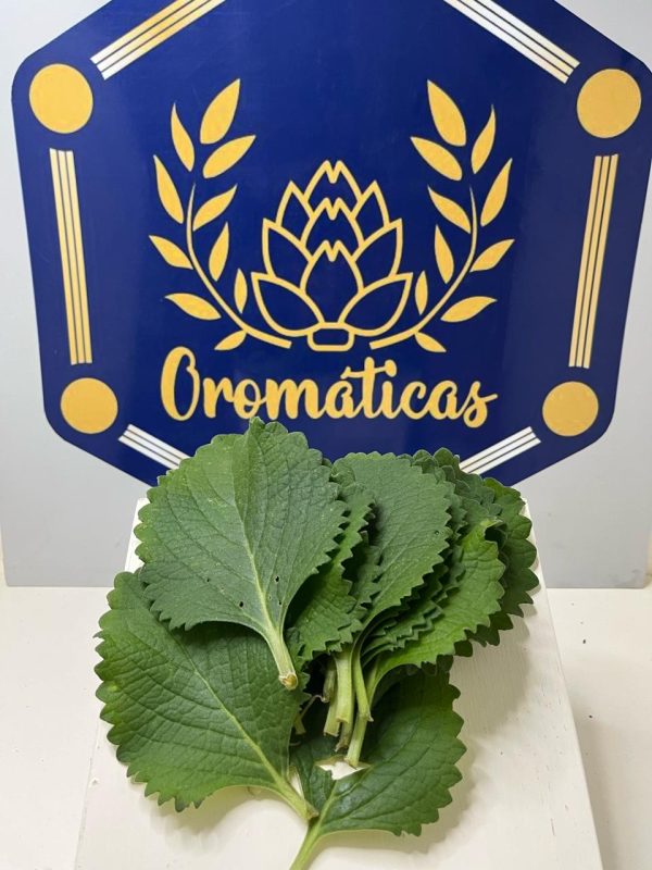 Menta - Oromáticas