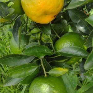 Mandarina (Kg) - Finca Agroecológica Vaupés