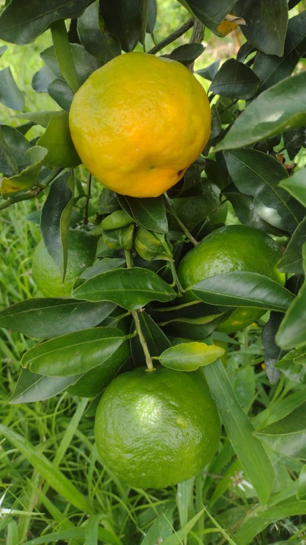 Mandarina (Kg) - Finca Agroecológica Vaupés