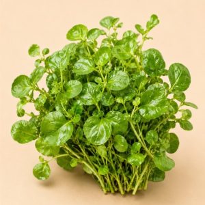 Espinaca baby - Finca Agroecológica Los Cascabeles