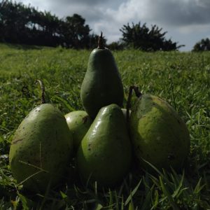 Aguacate (Kg) - Finca Agroecológica Vaupés