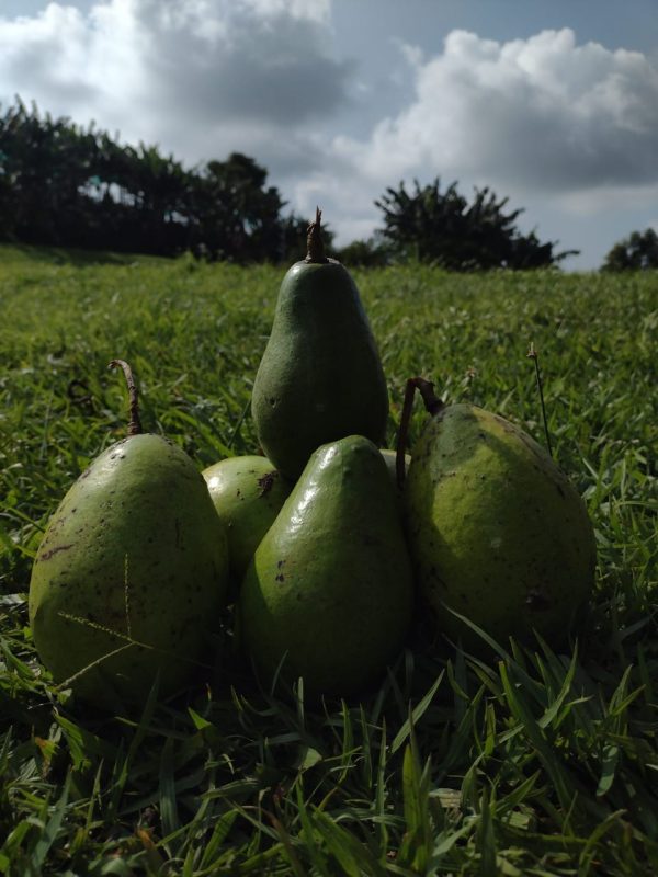 Aguacate (Kg) - Finca Agroecológica Vaupés