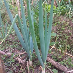 Cebolla bogotana (Lb)- Luis García Finca Arcoíris (Hortalizas)