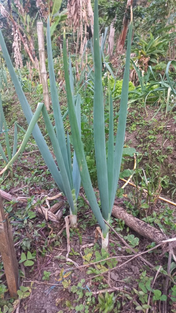 Cebolla bogotana (Lb)- Luis García Finca Arcoíris (Hortalizas)