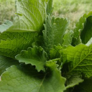 Orégano fresco  (200gr) - Finca Agroecológica Vaupés