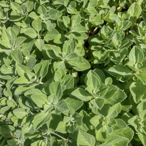 Boldo fresco  (200gr) - Finca Agroecológica Vaupés