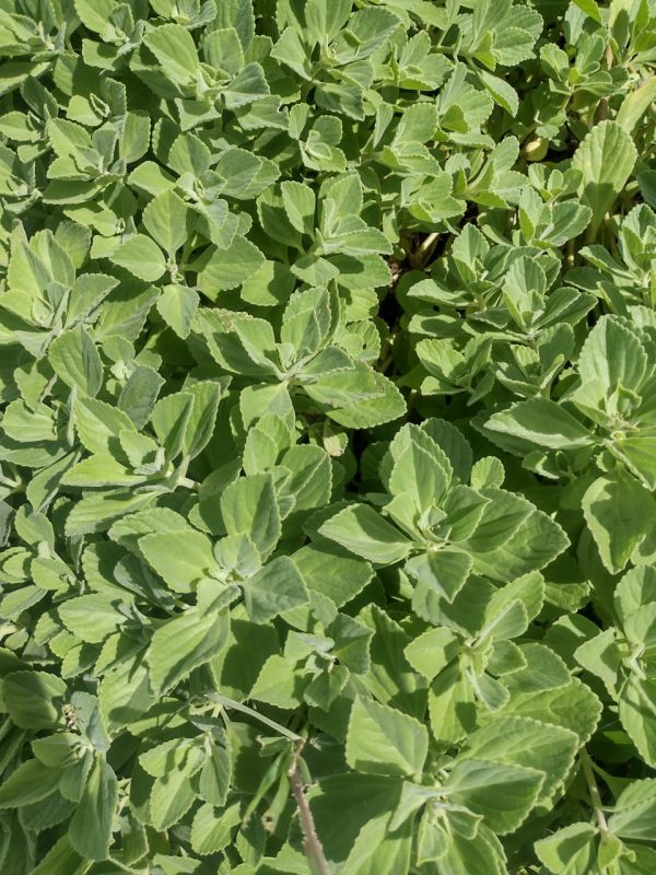 Boldo fresco  (200gr) - Finca Agroecológica Vaupés