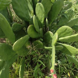 Nopal (und) - Finca Agroecológica Vaupés