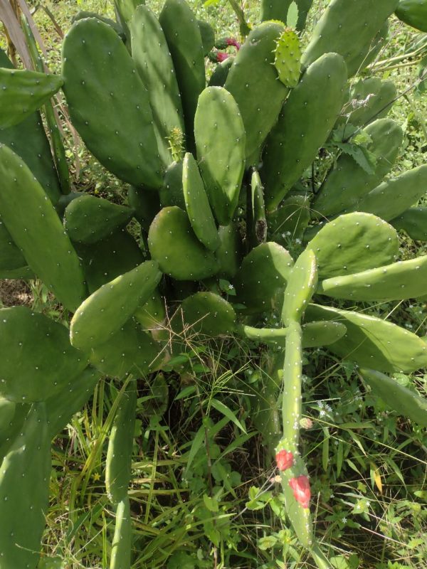 Nopal (und) - Finca Agroecológica Vaupés
