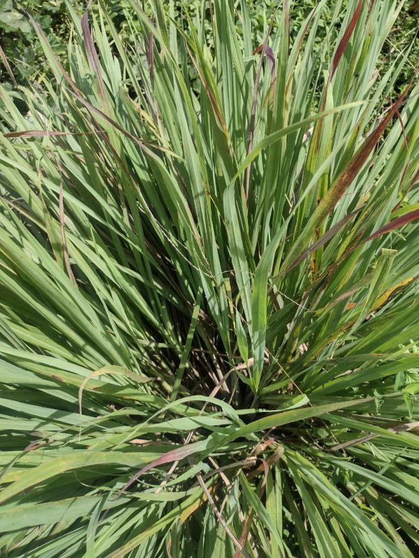 Limoncillo (200gr) - Finca Agroecológica Vaupés