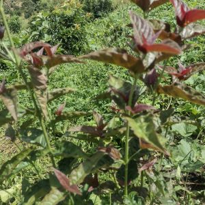 Penicilina (200gr) - Finca Agroecológica Vaupés