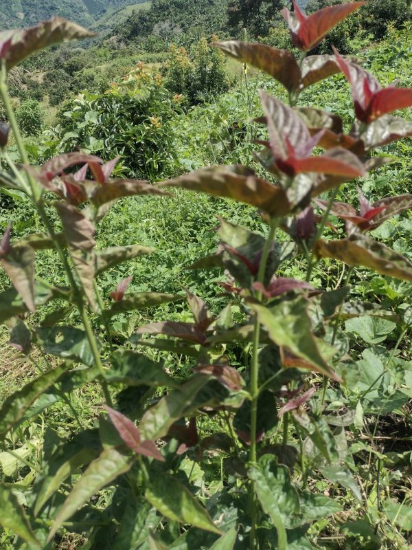 Penicilina (200gr) - Finca Agroecológica Vaupés