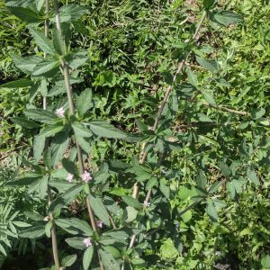 Prontoalivio (200gr) - Finca Agroecológica Vaupés
