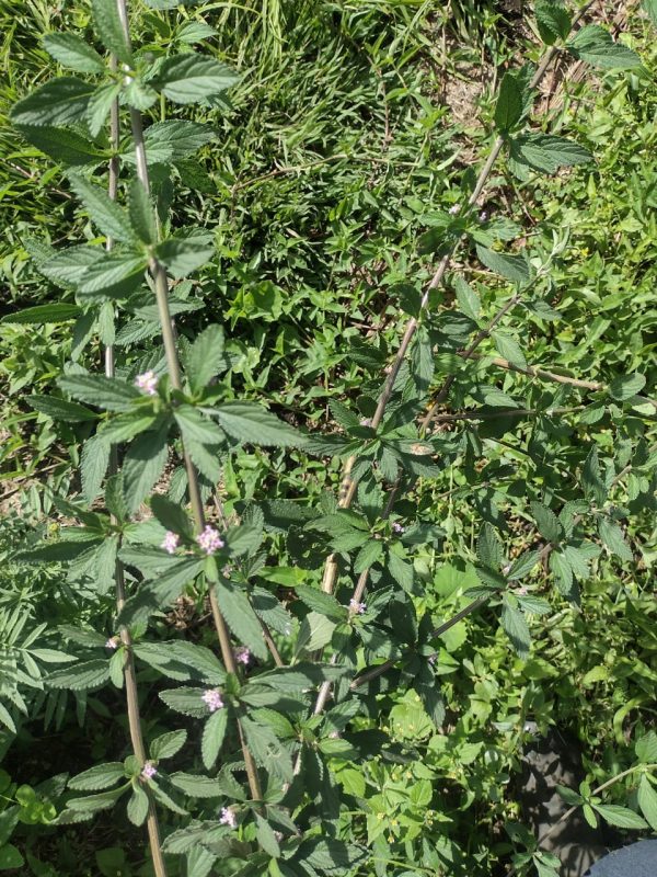 Prontoalivio (200gr) - Finca Agroecológica Vaupés