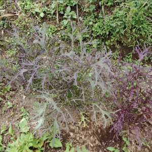 Lechuga mizuna - Luis García Finca Arcoíris (Hortalizas)