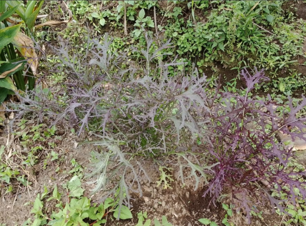 Lechuga mizuna - Luis García Finca Arcoíris (Hortalizas)