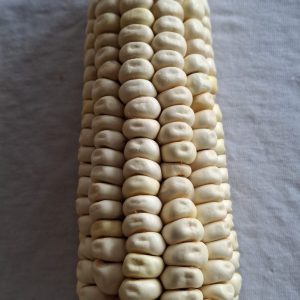 Semilla cacahuacintle  - Ancestral