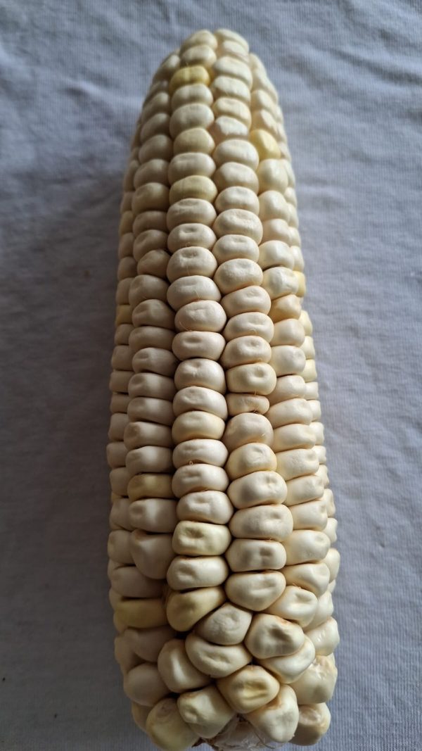 Semilla cacahuacintle  - Ancestral