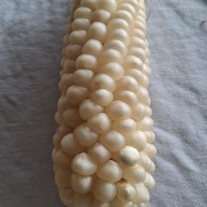 Semilla de maíz blanco - Ancestral