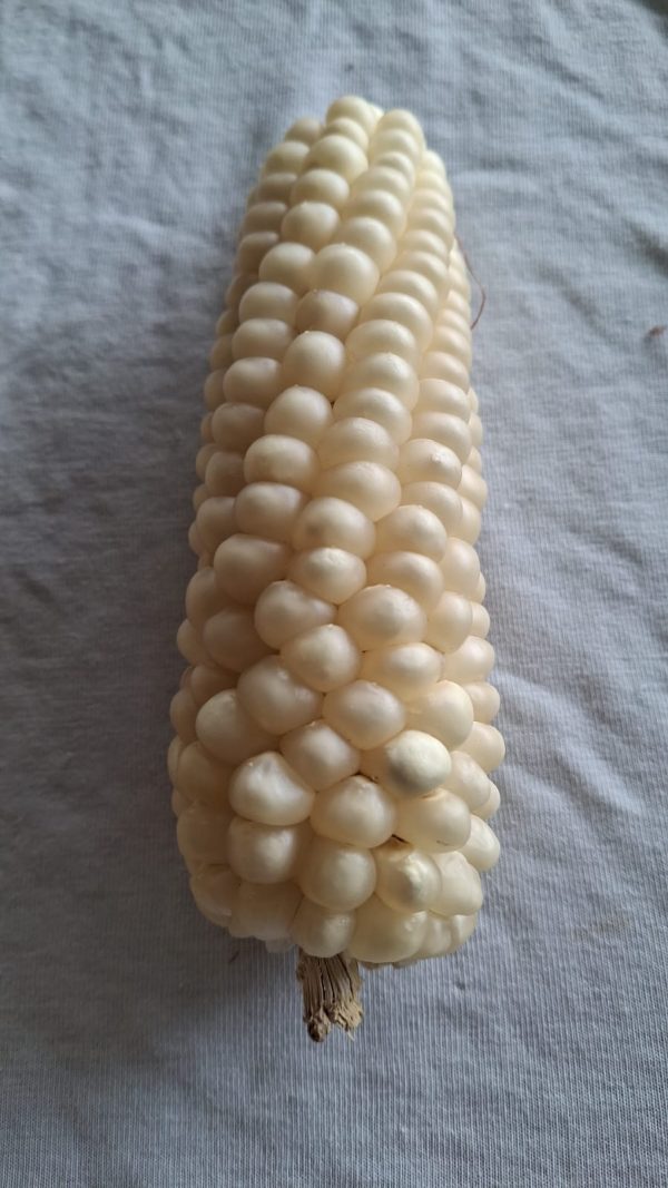 Semilla de maíz blanco - Ancestral