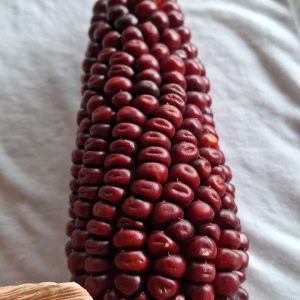 Semilla de maíz rojo - Ancestral