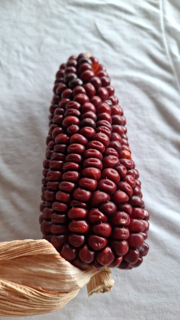 Semilla de maíz rojo - Ancestral
