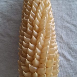 Semilla de teocintle - Ancestral