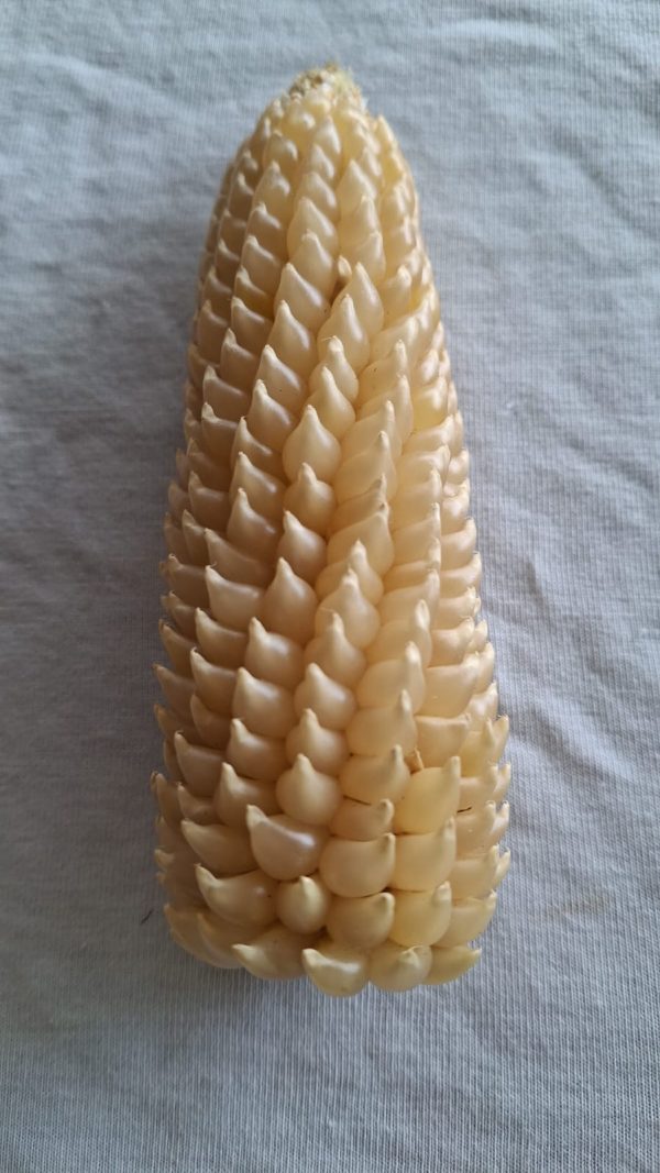 Semilla de teocintle - Ancestral