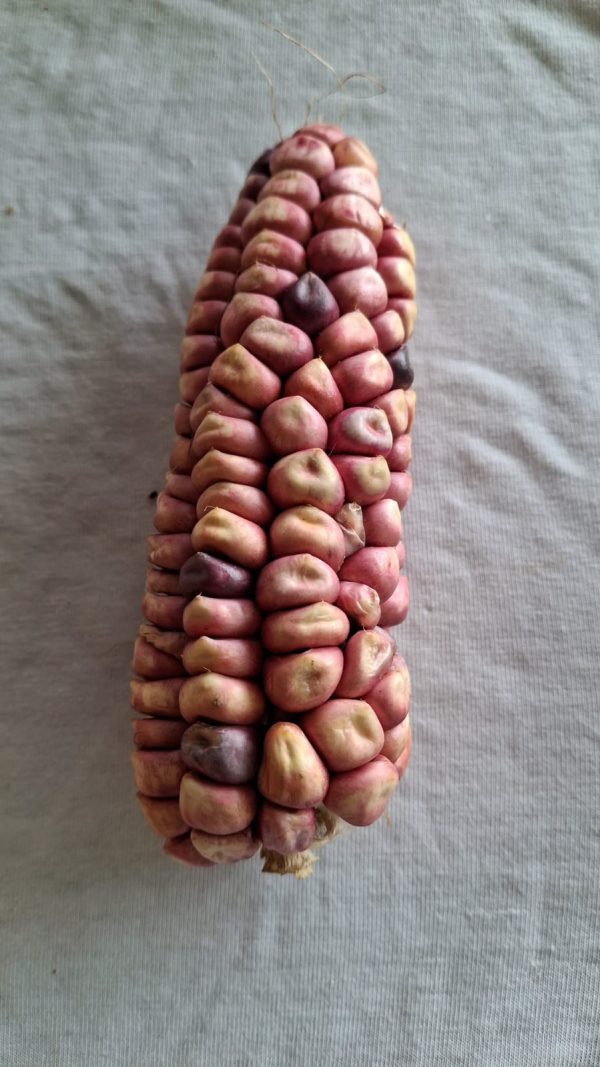 Semilla elote Rosa - Ancestral