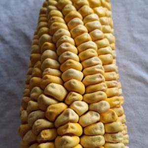 Semilla maíz dulce - Ancestral