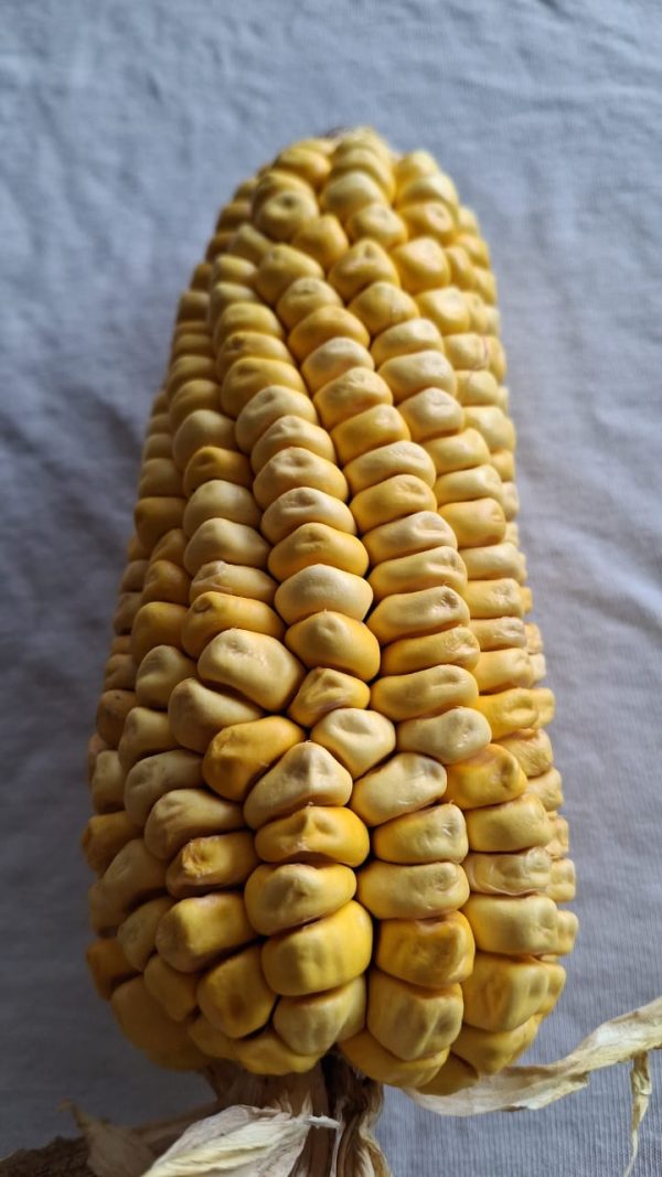 Semilla maíz dulce - Ancestral