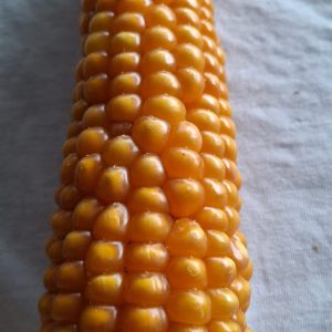 Semilla de maíz amarillo clima frío - Ancestral