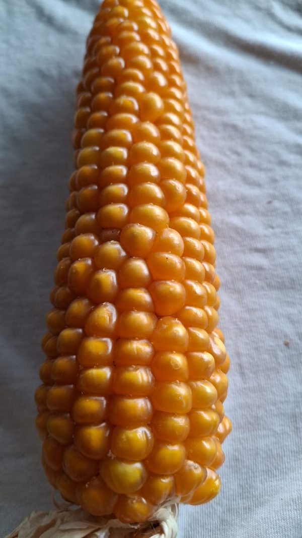 Semilla de maíz amarillo clima frío - Ancestral