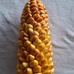 Semilla de maíz fogonero - Ancestral