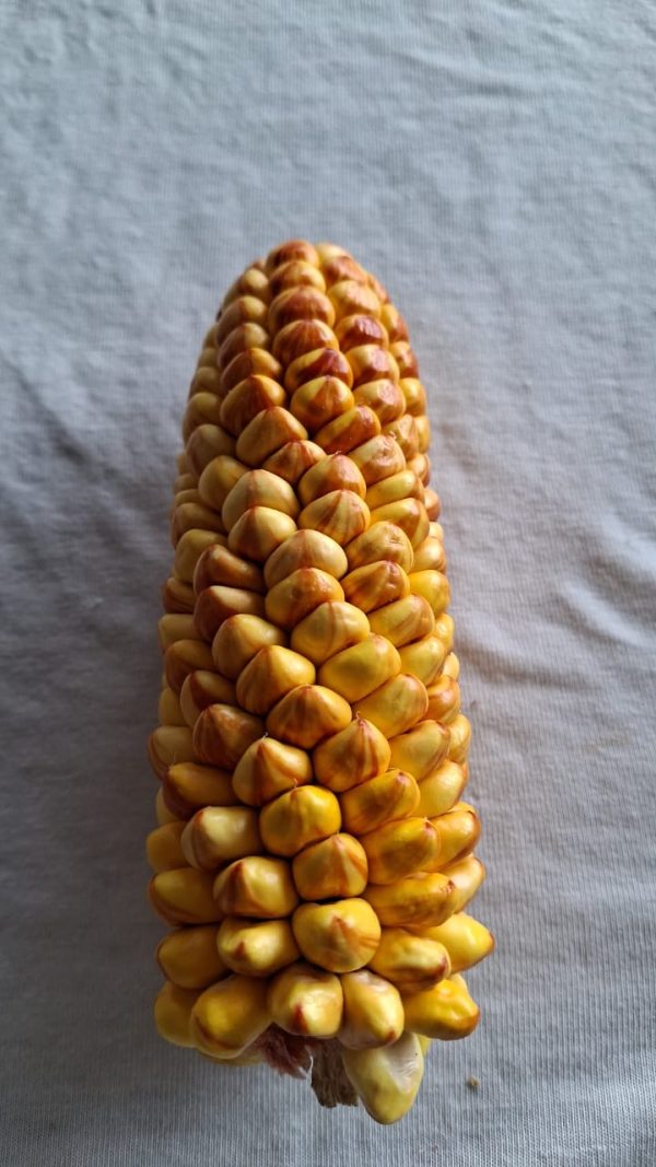 Semilla de maíz fogonero - Ancestral