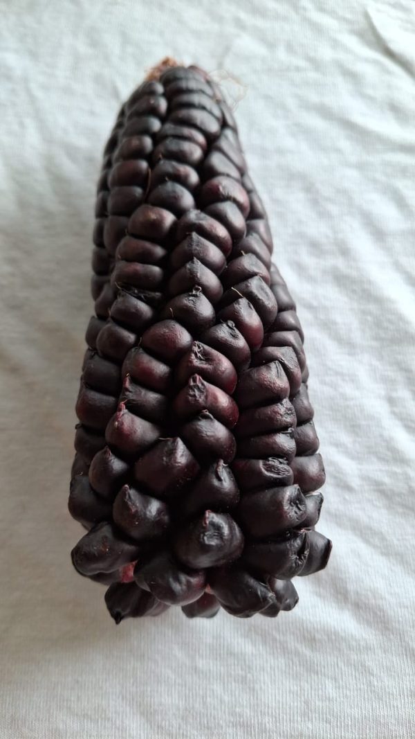 Semilla de maíz morado - Ancestral