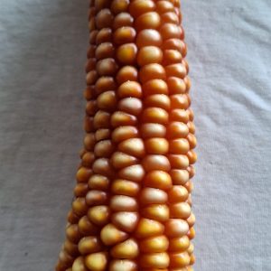 Semilla de maíz criollo perlado - Ancestral