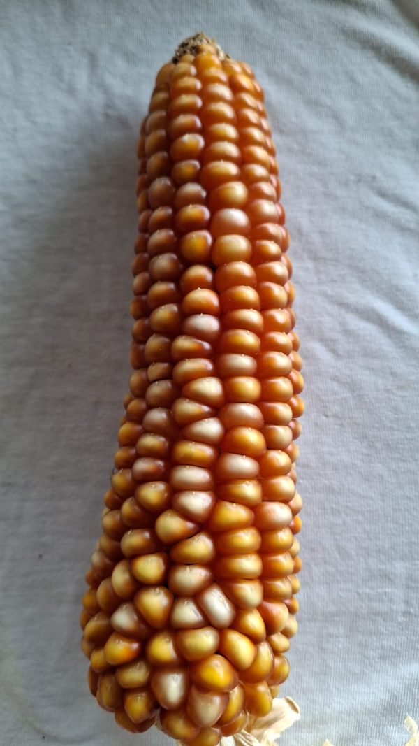 Semilla de maíz criollo perlado - Ancestral