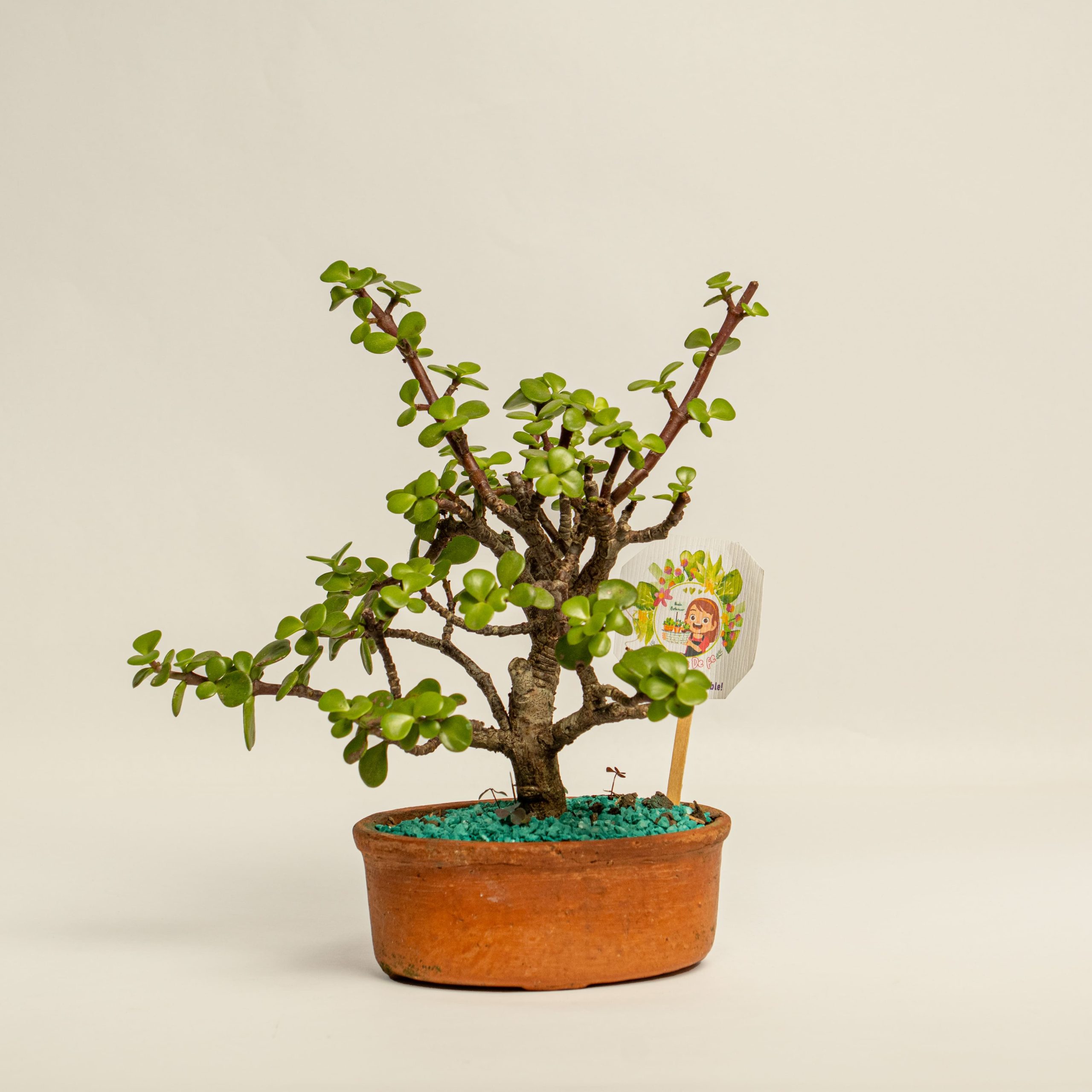 Mini bonsái - Semillitas De Fe. - Imagen 2