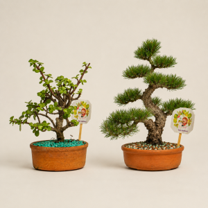 Plantas, Semillas y Huertas