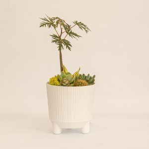 Terrario suculentas matera tres patas blanca diámetro 14,5 (cm) - Vivero Iris