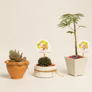Suculentas decoradas con piedras de colores y mensaje - Semillitas De Fe.