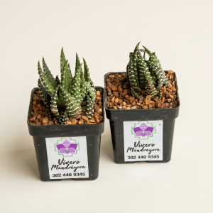 Sábila Zebra, matero plástico #5- Vivero Mandrágora