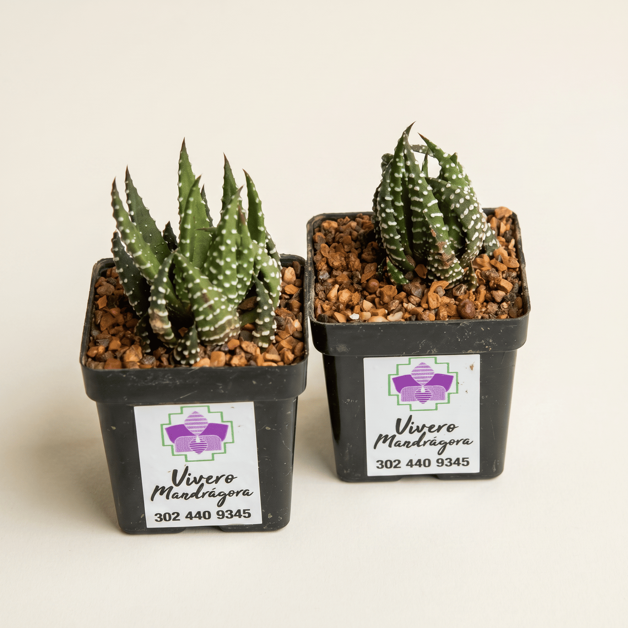 Sábila Zebra, matero plástico #5- Vivero Mandrágora