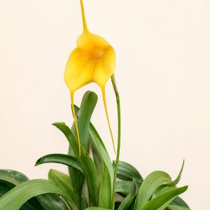 Orquídea Masdevallia, matero plástico #7- Vivero Mandrágora