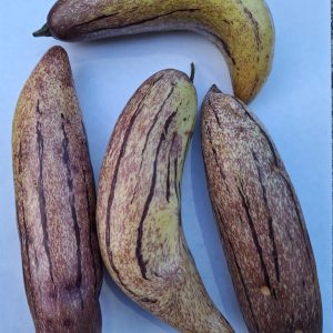 Pepino de agua 1 (kg) – Finca Arcoíris (Hortalizas)