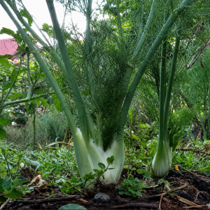 Hinojo - Escuela Agroecológica Los Cascabeles